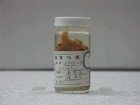 藏品(駝背鱸)的圖片